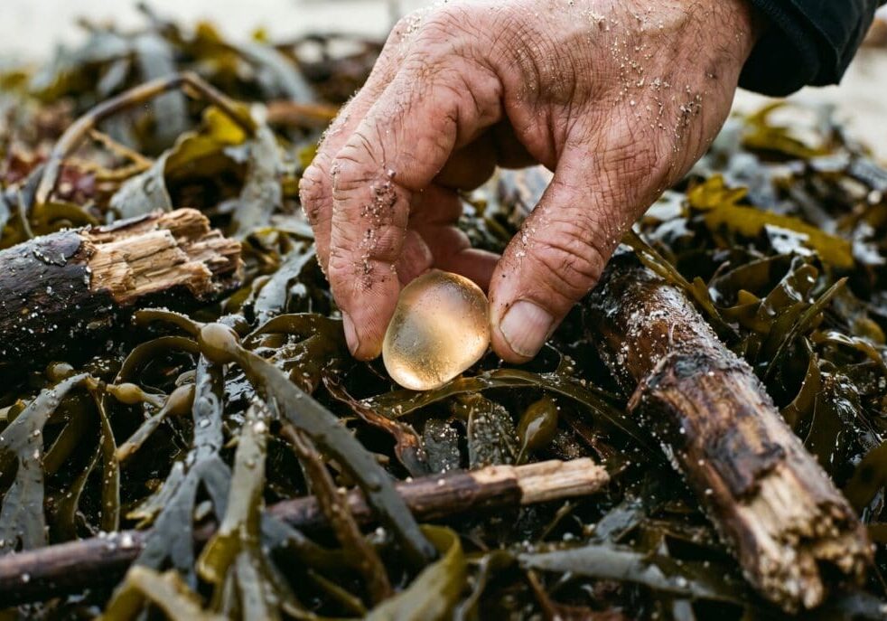 A close-up of a weathered hand picking a smooth, glowing amber stone from a pile of beach seaweed and driftwood. This visual metaphor represents finding real-world evidence and human judgment in healthcare AI data synthesis.